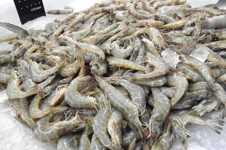 IQN_กุ้ง
