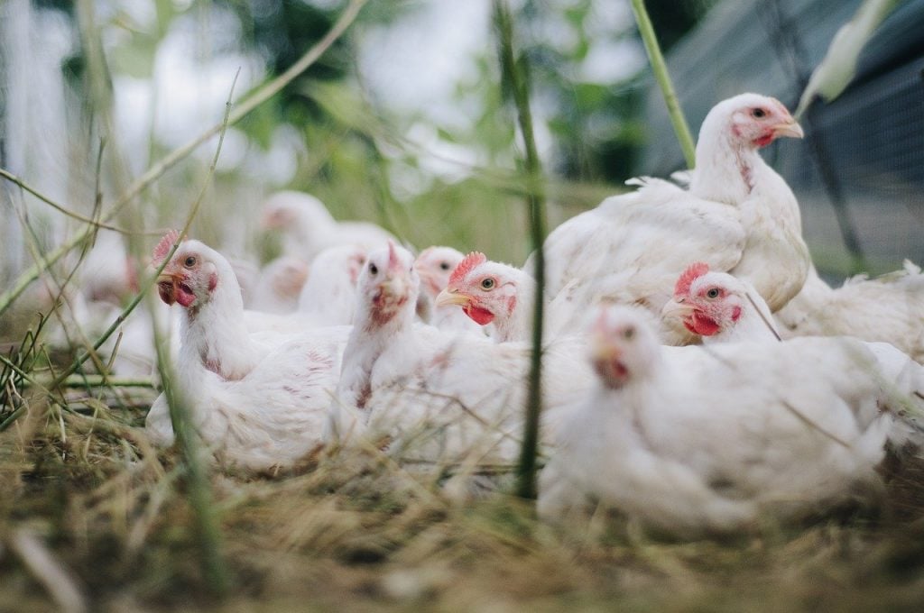 Japan confirms new bird flu outbreak in chicken farm in more than 2 years Chicken-4474176_1280-1024x680