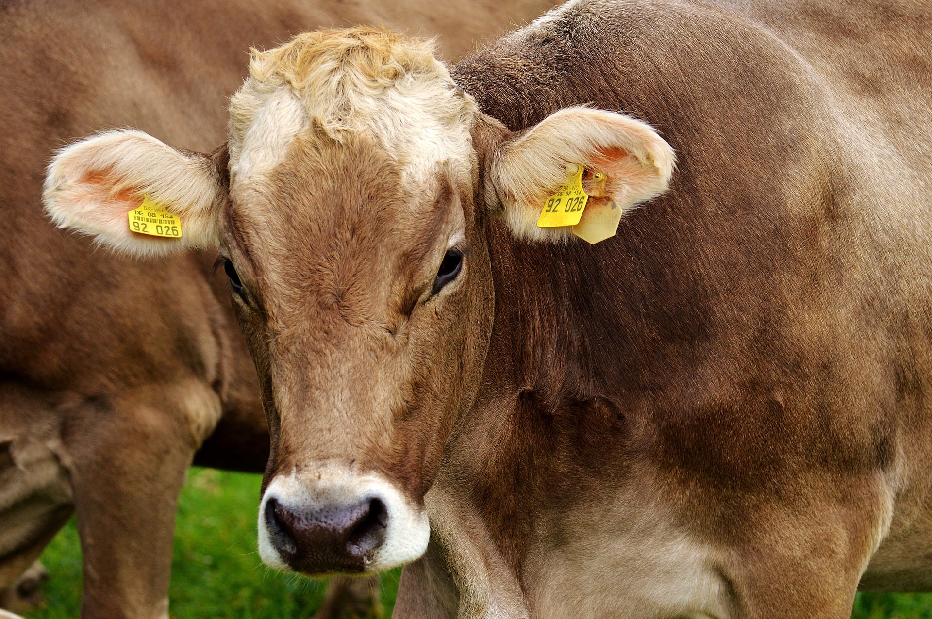 จีนระงับนำเข้าเนื้อวัวจากโรงฆ่าสัตว์ 4 แห่งในออสเตรเลีย : อินโฟเควสท์